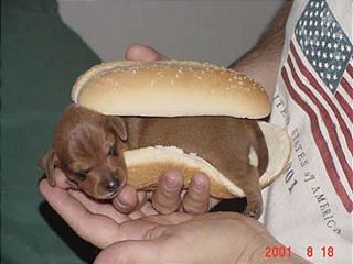 welpe-in-hot-dog.jpg