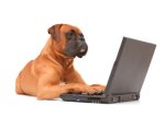 Hund am Computer